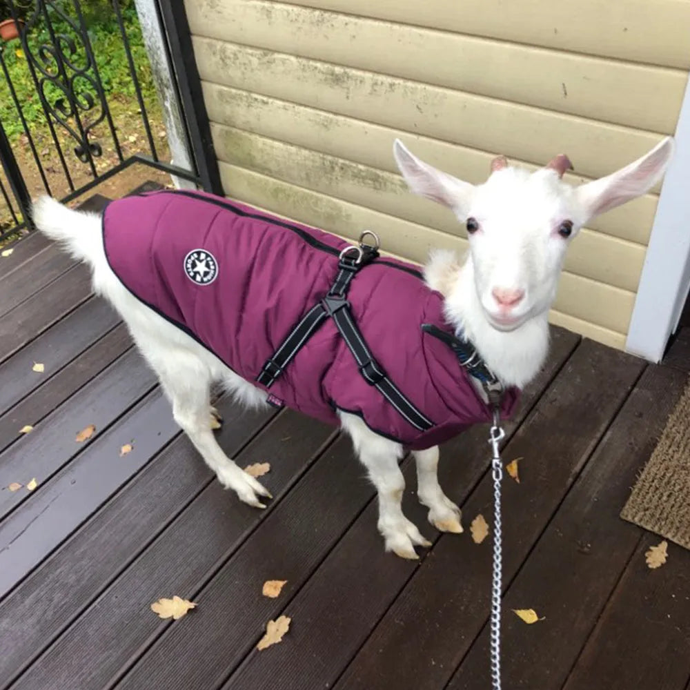 Red waterproof dog coat with harness attachment for a large breed dog in winter.