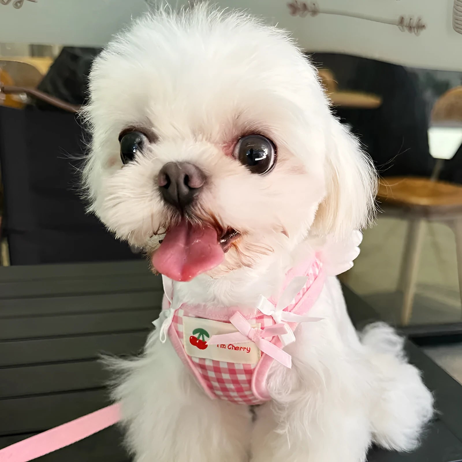 Cotton chest and back hand-holding rope for small dogs in pink or black