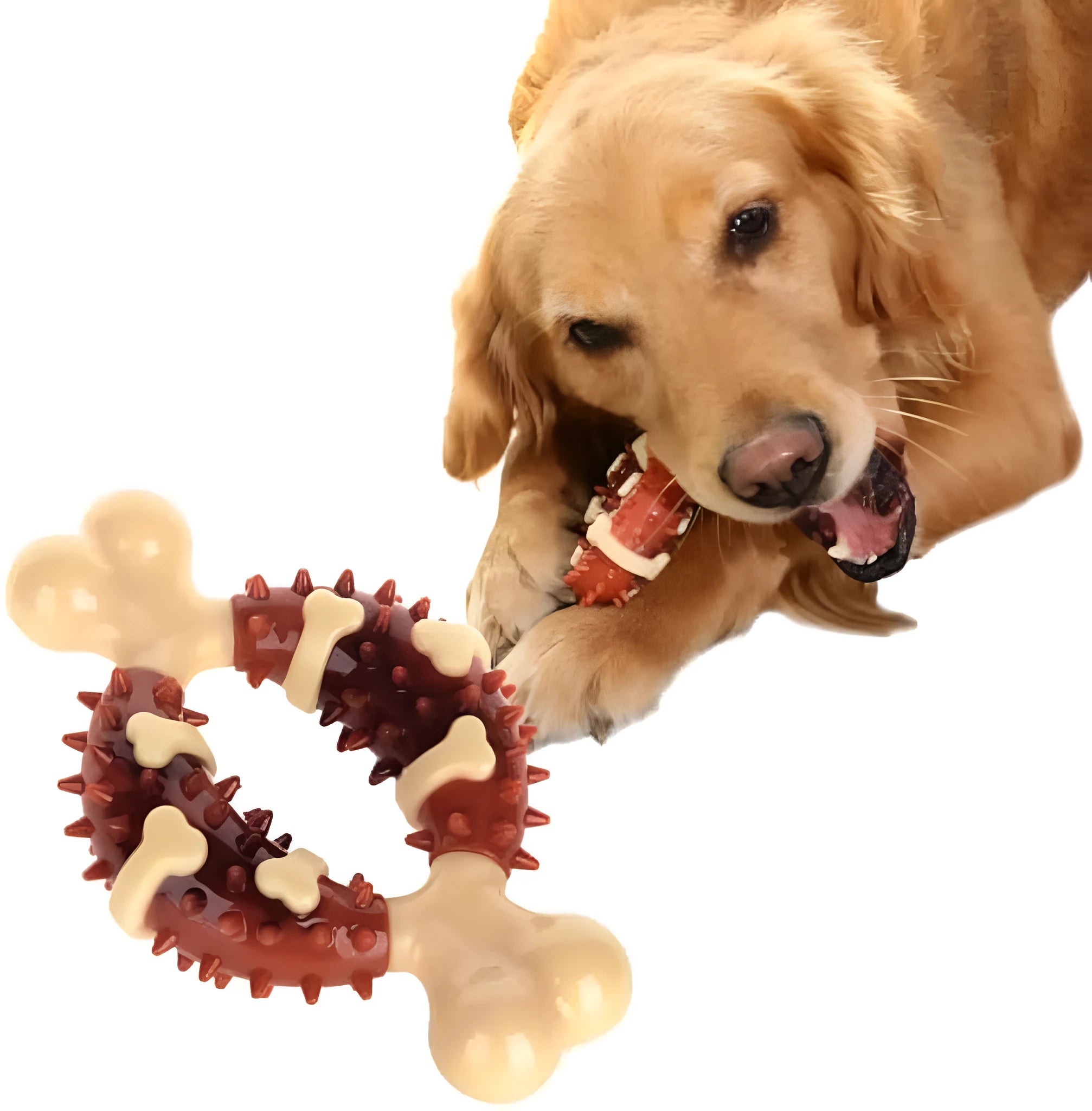 Bone-shaped natural rubber dog chew toy in large and small sizes for teeth grinding