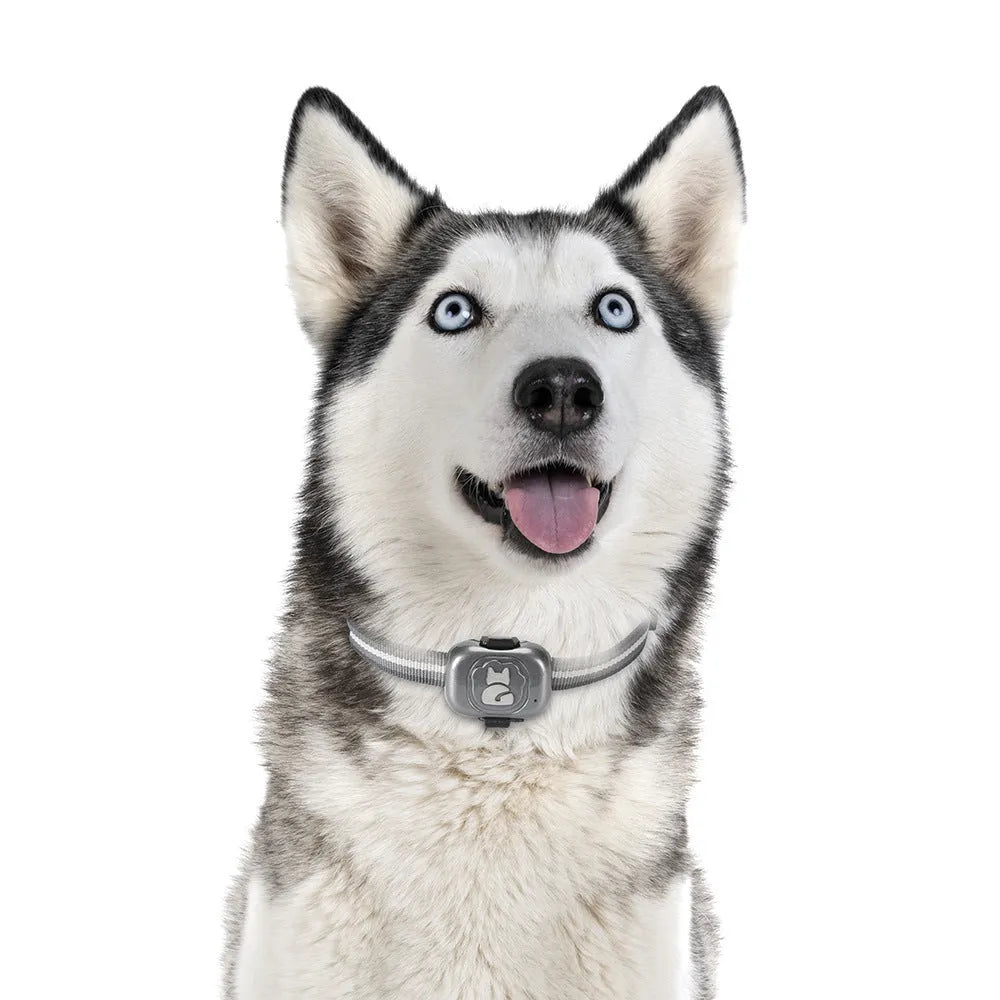 Black Pet GF-07 GPS locator tracker with hanging rope on a dog collar.