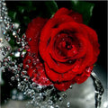 Hand-painted red rose oil painting on 40x50cm linen canvas without frame