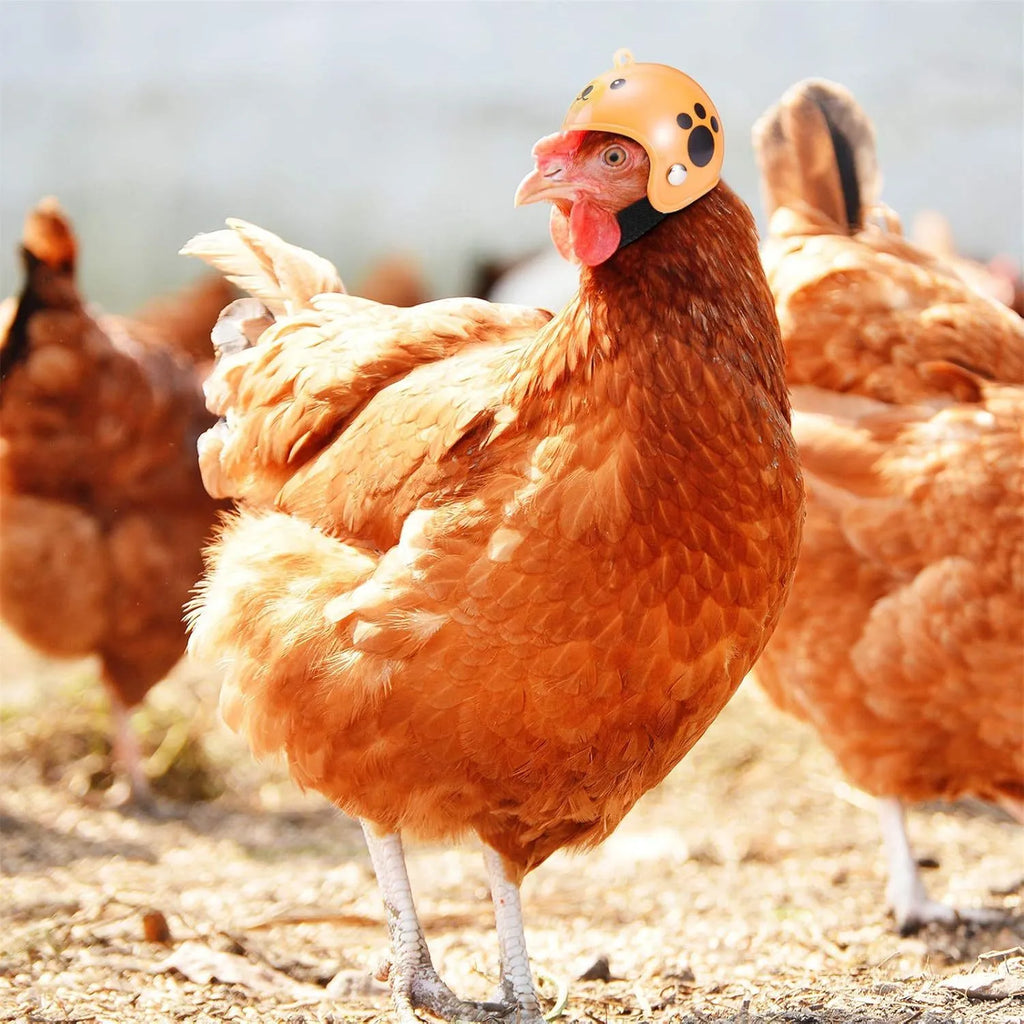Small hard plastic helmet for a chicken or bird with elastic straps and a colourful design.