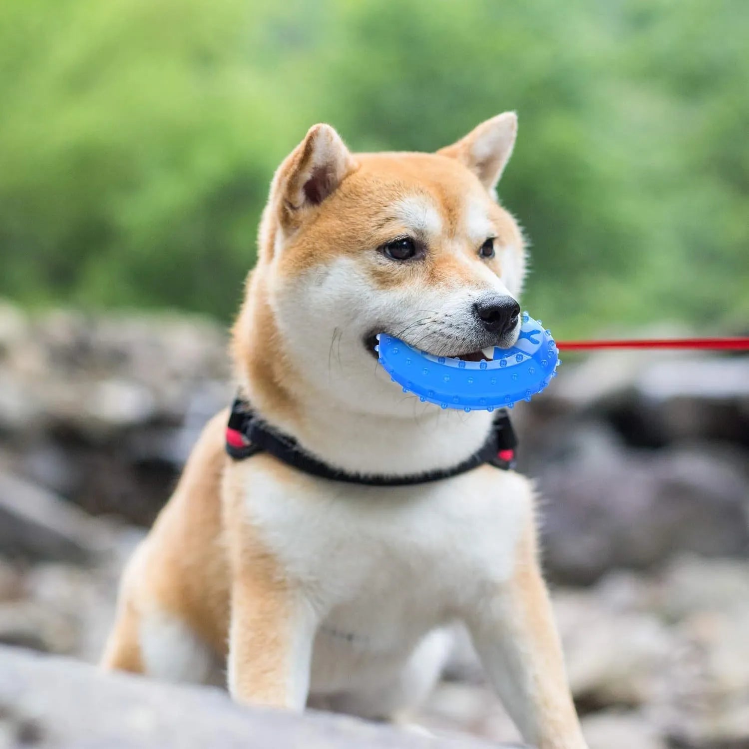 A freezable bone-shaped dog chew toy with a treat cavity, shown alongside a circle-shaped variant.
