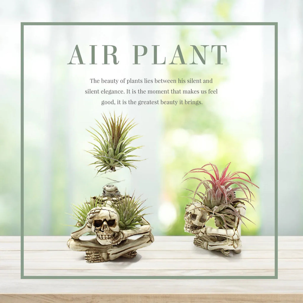 Gothic skull resin bracket for Tillandsia air plants with soilless design