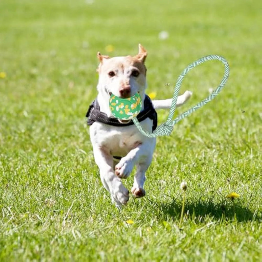 Natural rubber dog ball on nylon rope toy for medium small dogs with 6cm ball diameter