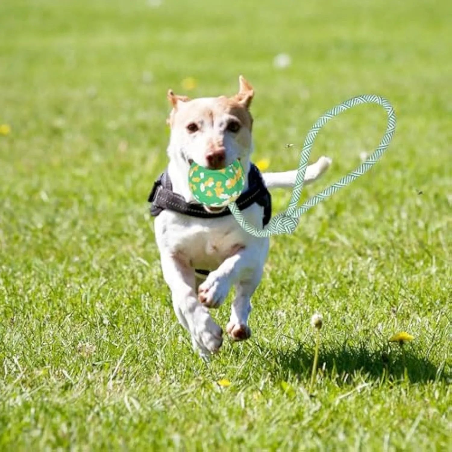 Natural rubber dog ball on nylon rope toy for medium small dogs with 6cm ball diameter