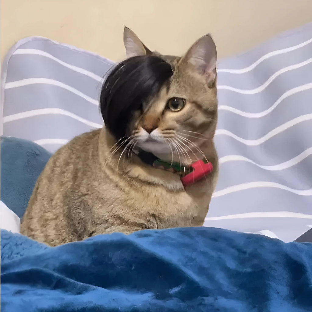 Black fox-style cat wig with imitation braid detail for pet dress up