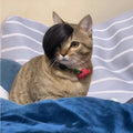 Black fox-style cat wig with imitation braid detail for pet dress up
