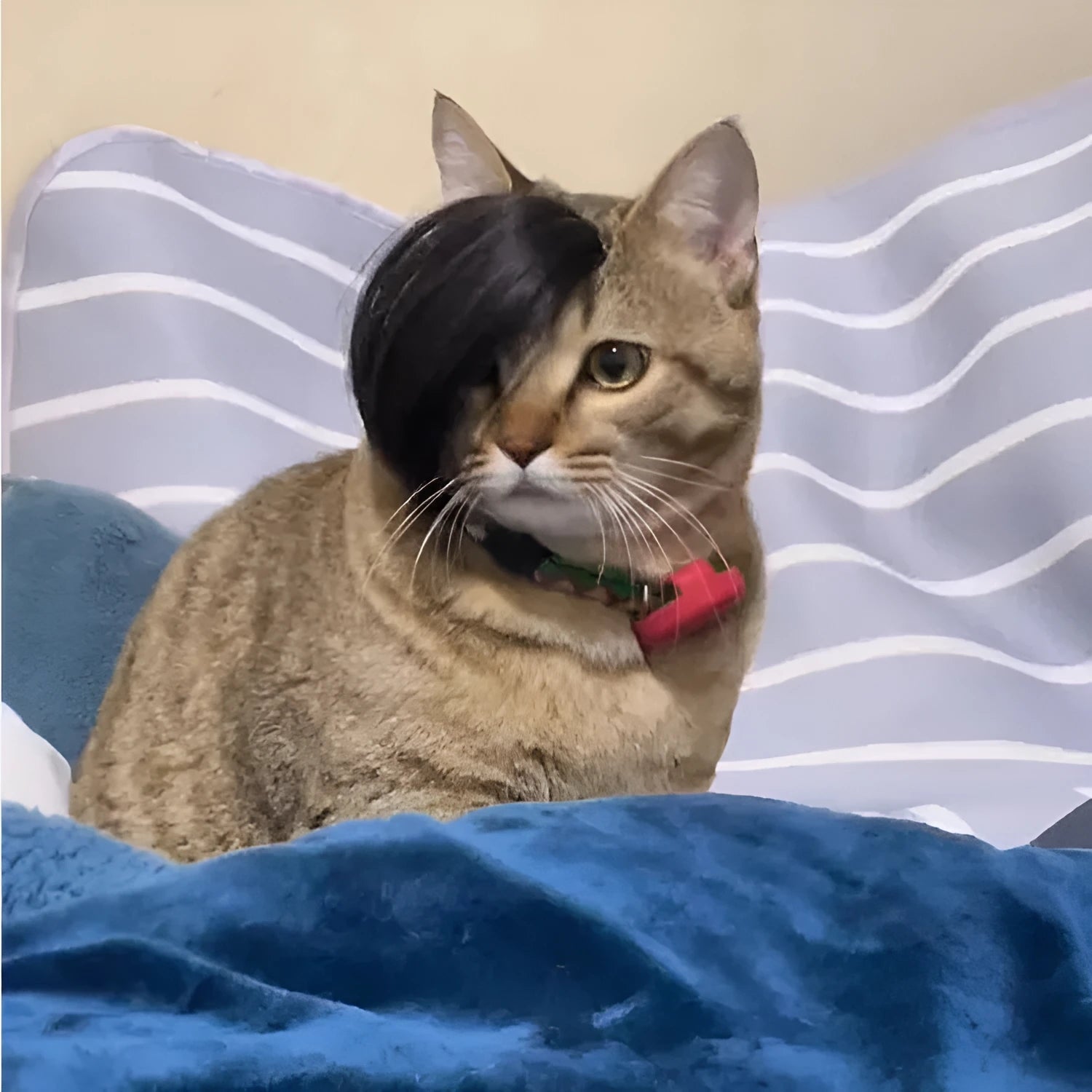Black fox-style cat wig with imitation braid detail for pet dress up