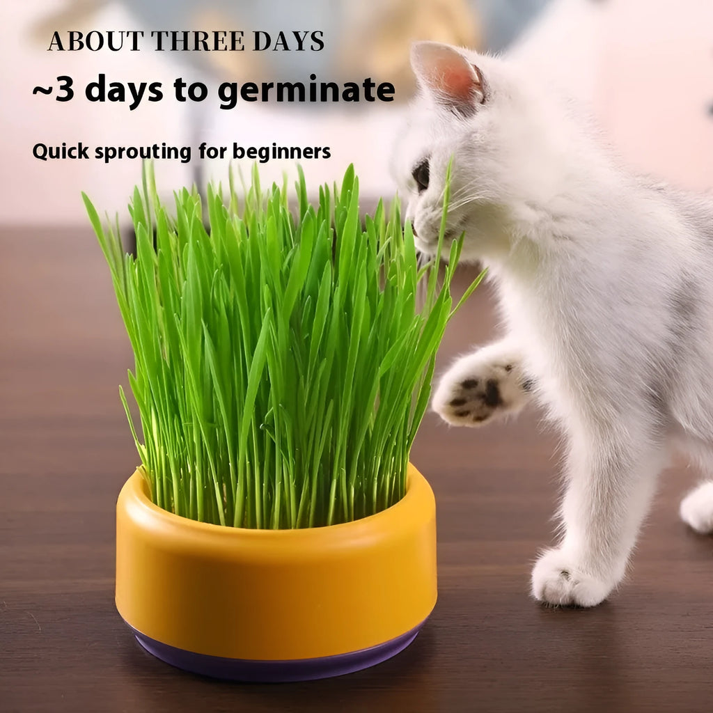 Hydroponic cat grass kit with transparent blue, green, and yellow cups and wheatgrass seeds