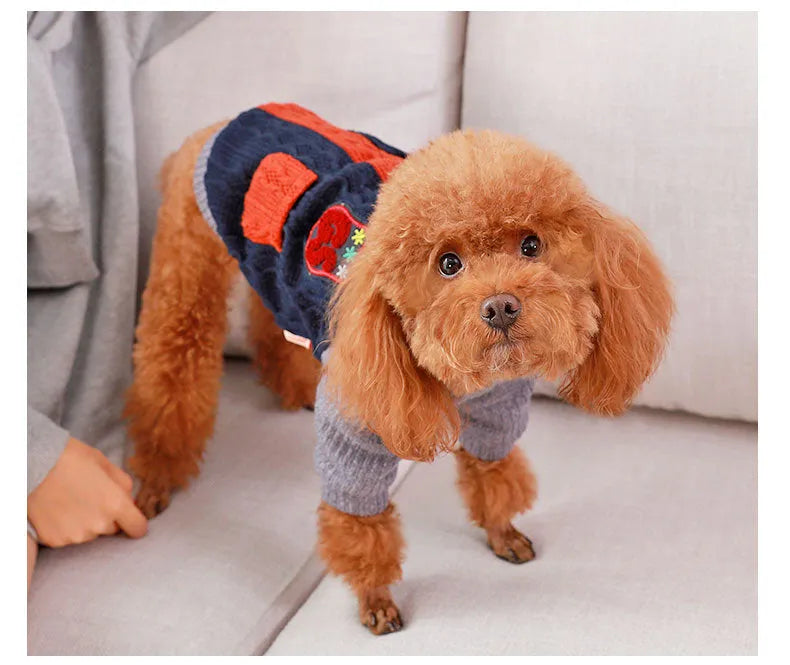 Blue dog sweater on a small breed dog showing cotton knit fabric and pull-on style