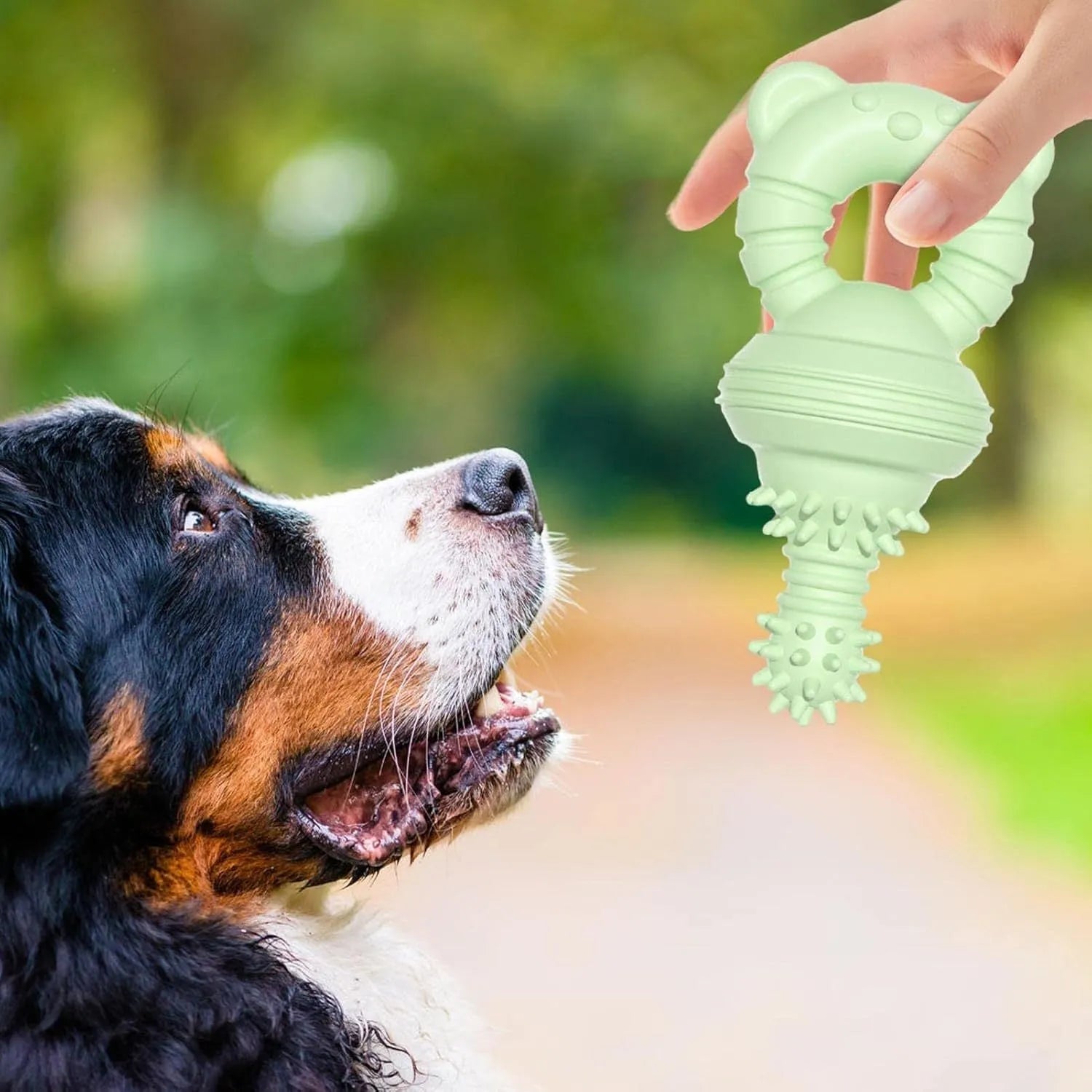 Blue molar-shaped rubber dog chew toy with textured surface for teeth cleaning