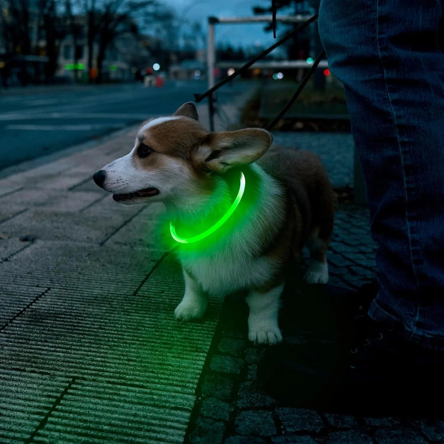 USB rechargeable LED dog collar glowing blue with adjustable TPU strap and charging cable