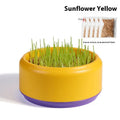 Hydroponic cat grass kit with transparent blue, green, and yellow cups and wheatgrass seeds