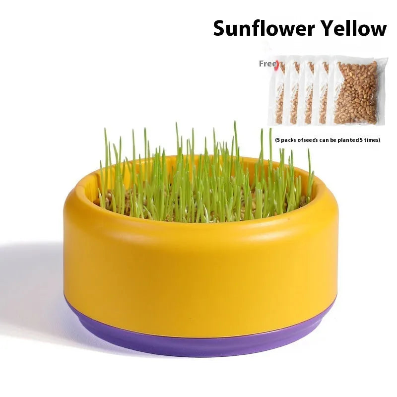 Hydroponic cat grass kit with transparent blue, green, and yellow cups and wheatgrass seeds