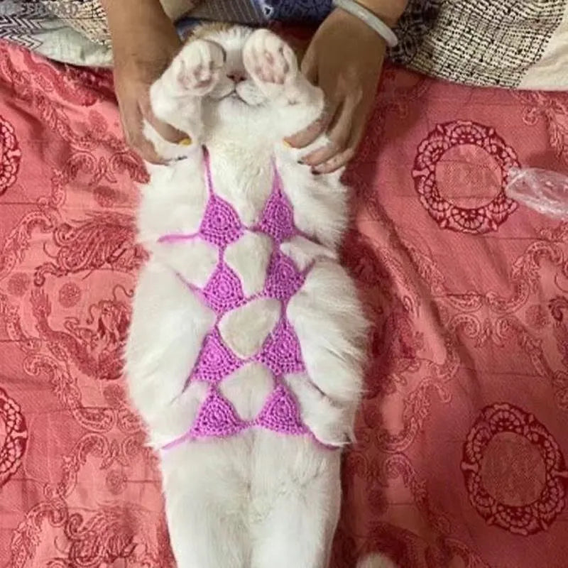 Cat wearing Halloween bikini costume with underwear and bra components in festive colours