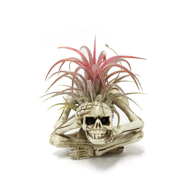 Gothic skull resin bracket for Tillandsia air plants with soilless design