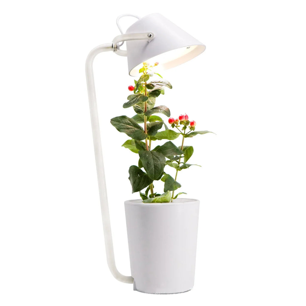 White plastic desktop hydroponic container for soilless plant growth.