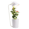 White plastic desktop hydroponic container for soilless plant growth.