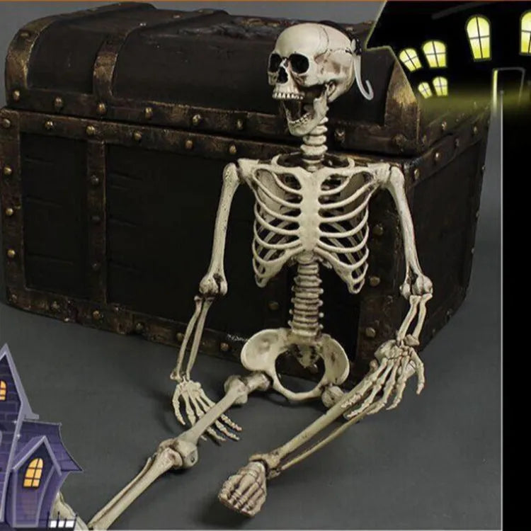 170cm plastic skeleton prop with detailed skull for anatomical displays and Halloween decoration