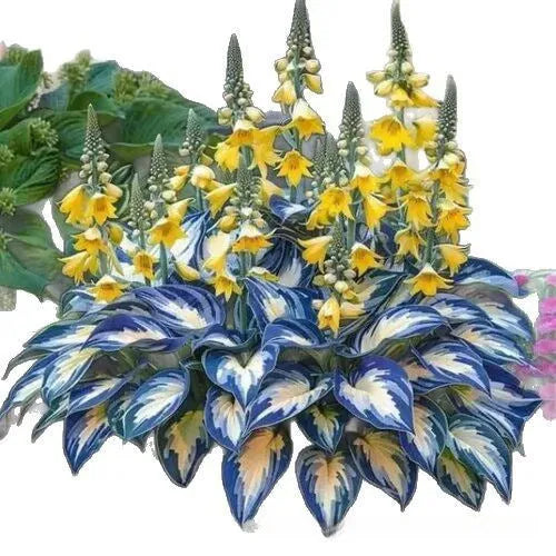 Packet of Coloured Leaves Jade Barrettes flower seeds containing 50 seeds for potted ornamental plants.