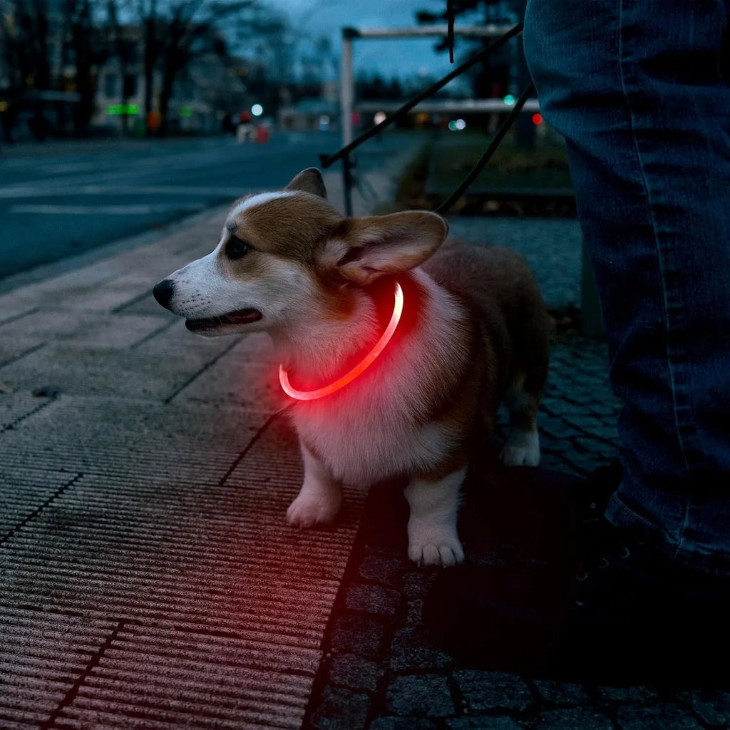 USB rechargeable LED dog collar glowing blue with adjustable TPU strap and charging cable