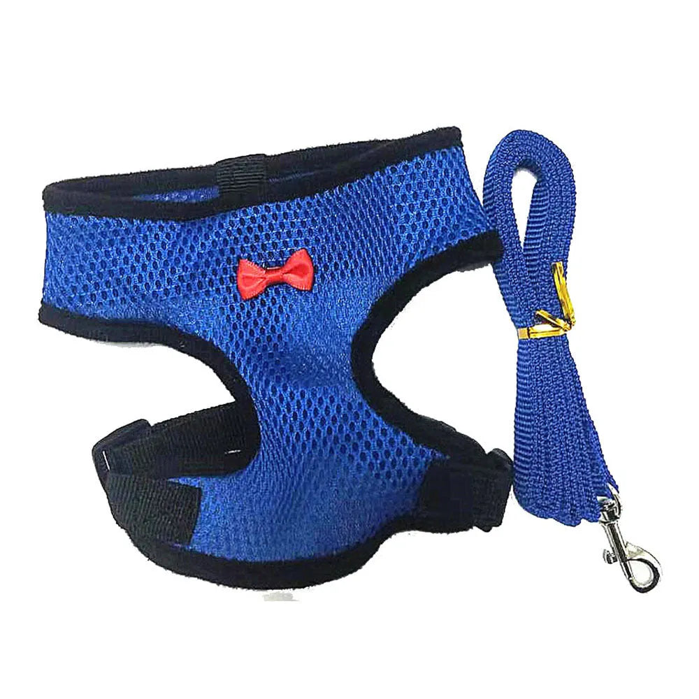 Pet chicken wearing a blue harness vest and collar attached to a long traction rope.