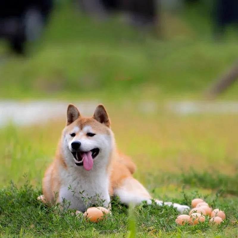 White plastic egg-shaped dog toy with textured surface for tooth cleaning and sound features