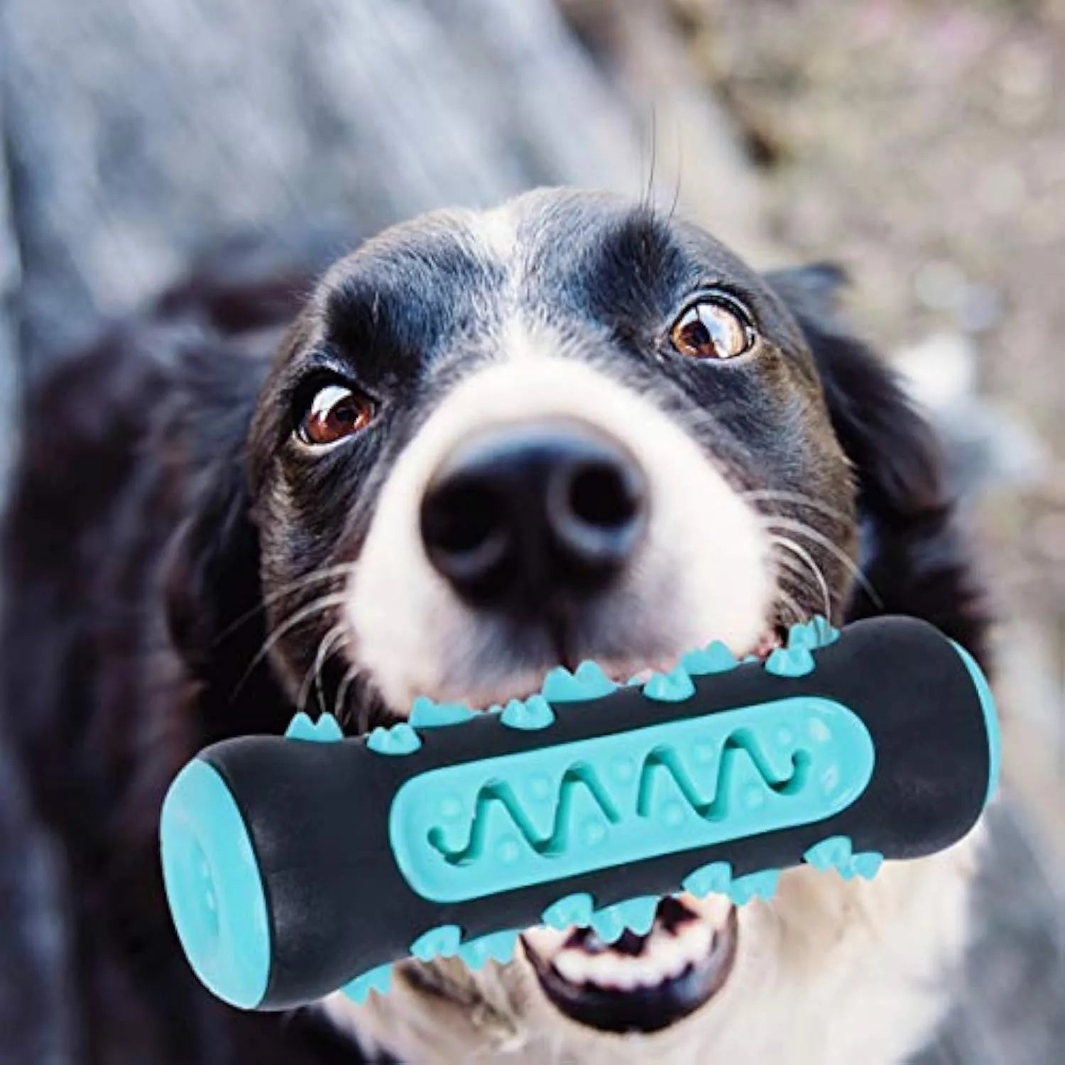 A blue natural rubber dog dental chew toy shaped as a textured stick, measuring 15cm long.
