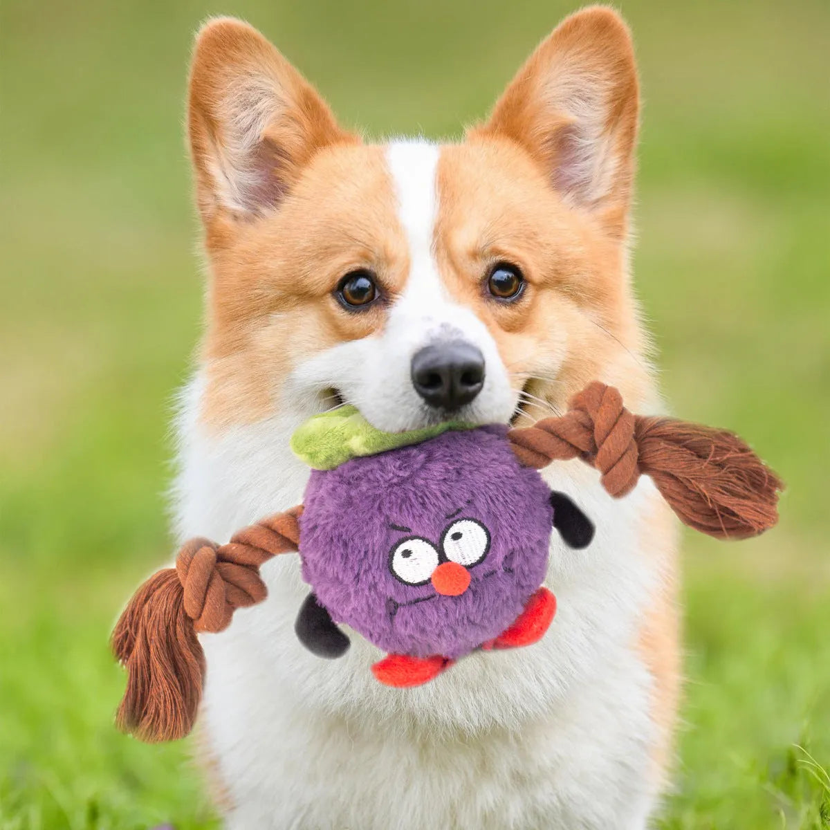Green and purple interactive dog toy showing a plush rope knot and a molar tooth design for tugging and chewing.