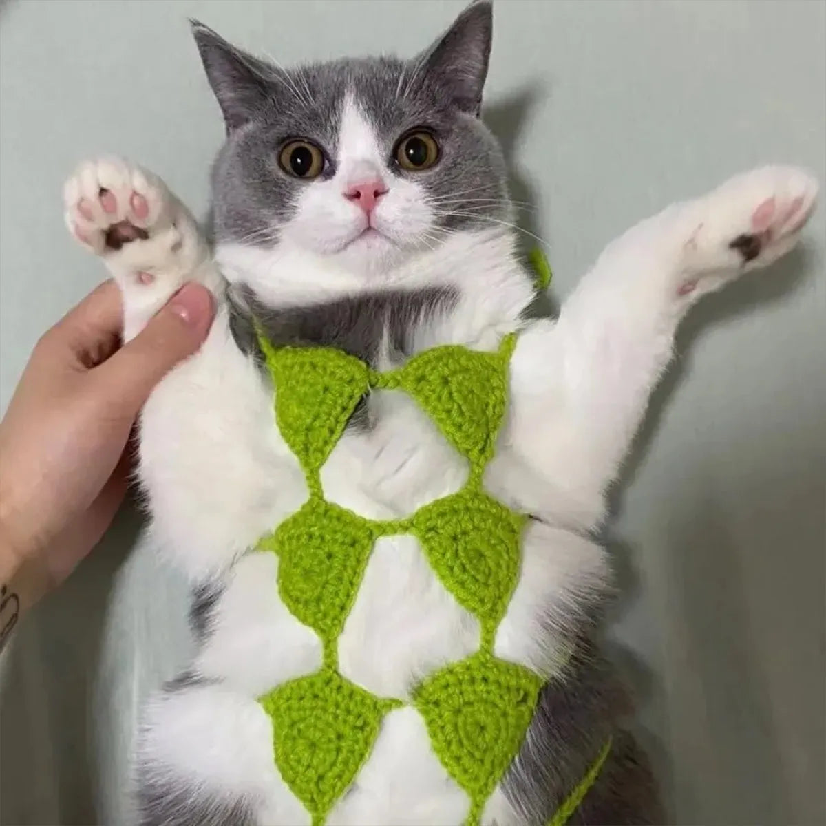 Cat wearing Halloween bikini costume with underwear and bra components in festive colours