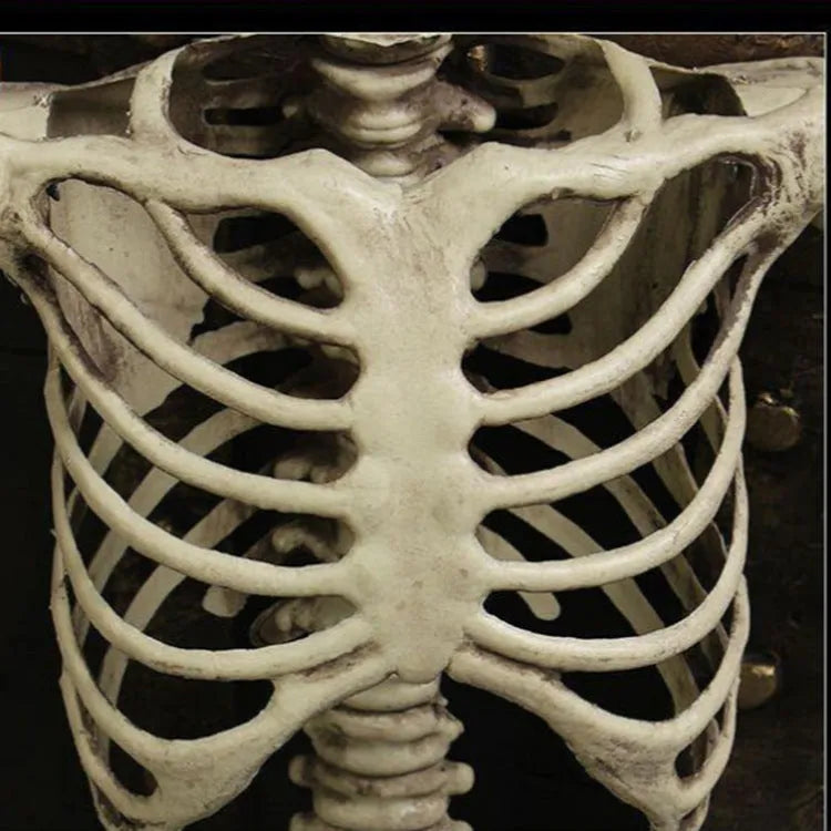 170cm plastic skeleton prop with detailed skull for anatomical displays and Halloween decoration