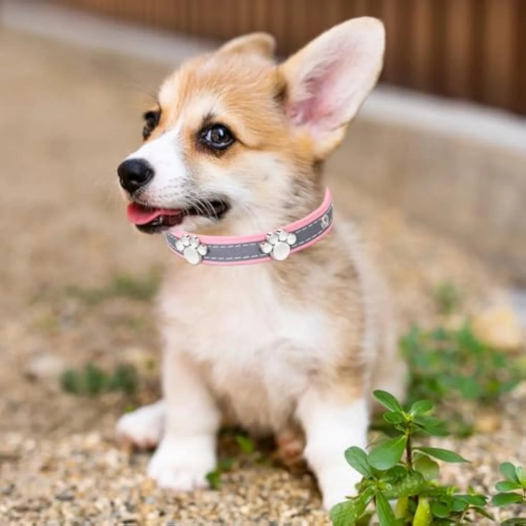 Reflective PU leather dog collar with metal buckle and decorative paw rivet, shown on a size chart.