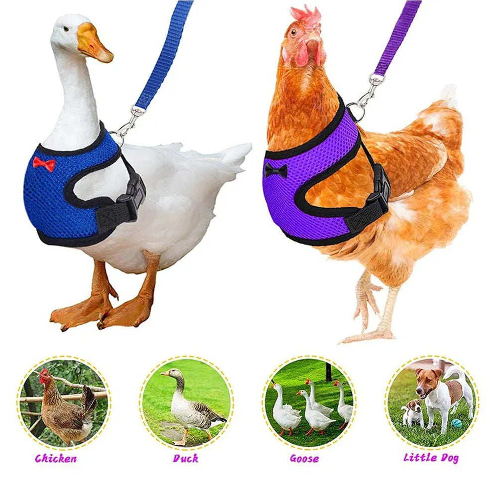 Pet chicken wearing a blue harness vest and collar attached to a long traction rope.