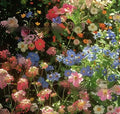 Packet of mixed wildflower seeds for garden planting, bulk quantities available.