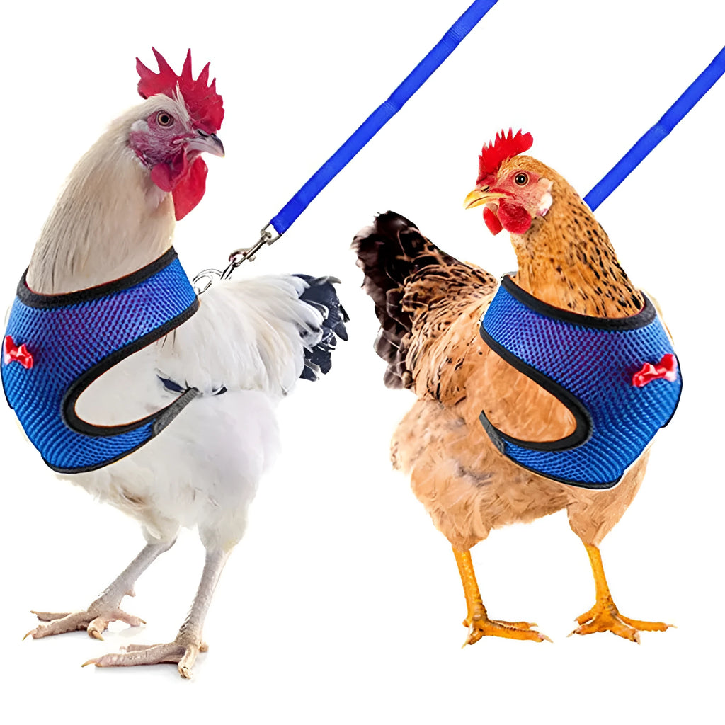 Pet chicken wearing a blue harness vest and collar attached to a long traction rope.