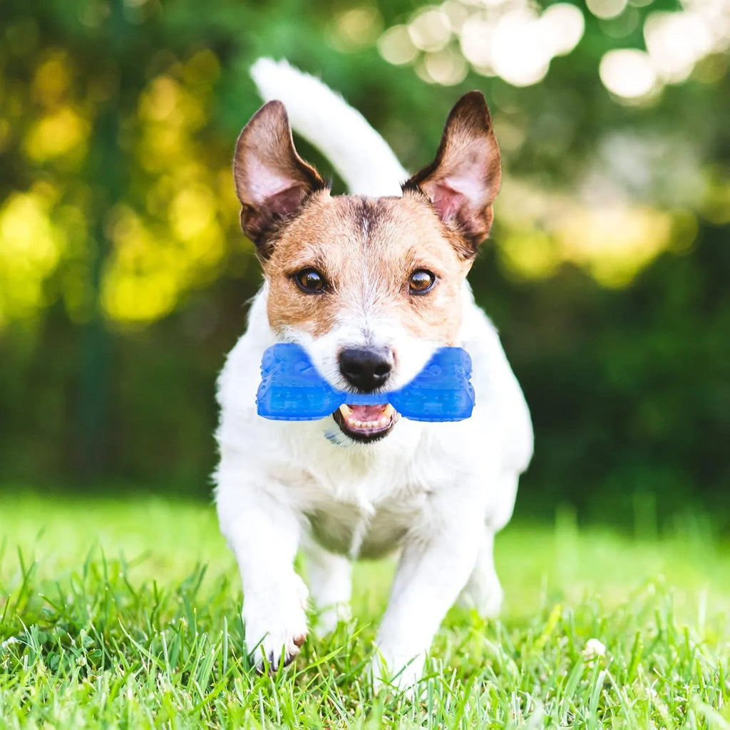 A freezable bone-shaped dog chew toy with a treat cavity, shown alongside a circle-shaped variant.