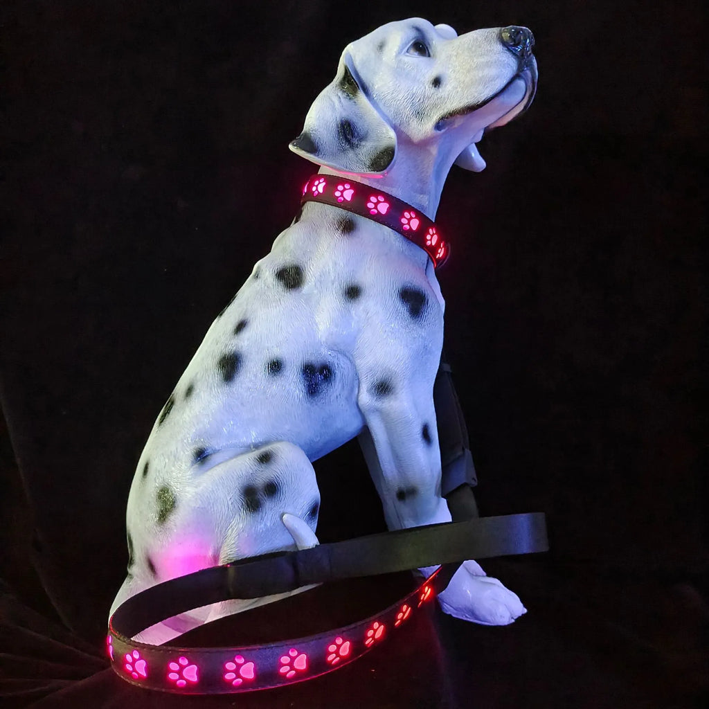 LED luminous dog collar with paw print pattern showing multiple colour lights on a black polyester band