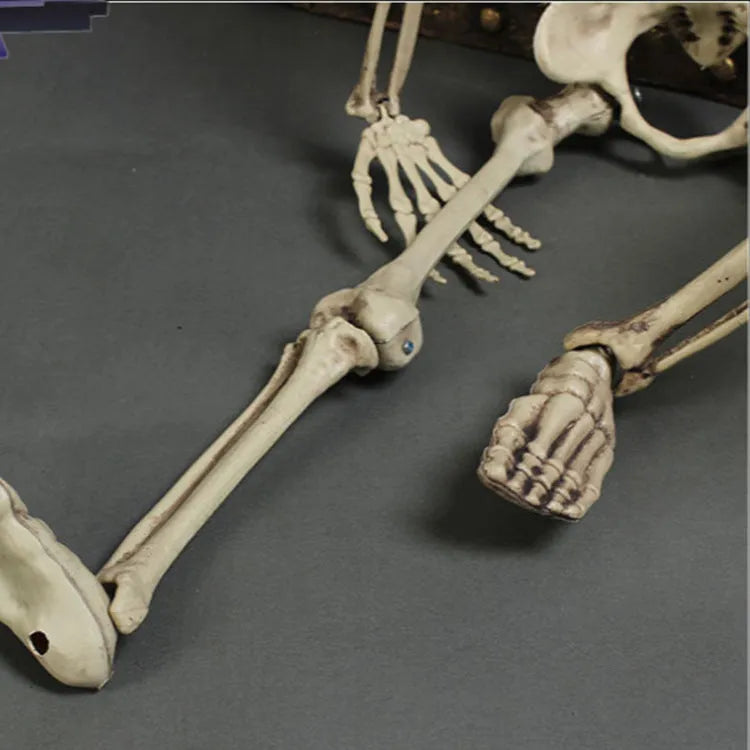 170cm plastic skeleton prop with detailed skull for anatomical displays and Halloween decoration