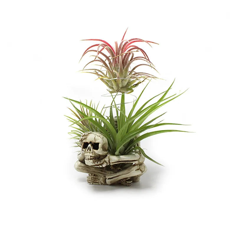 Gothic skull resin bracket for Tillandsia air plants with soilless design
