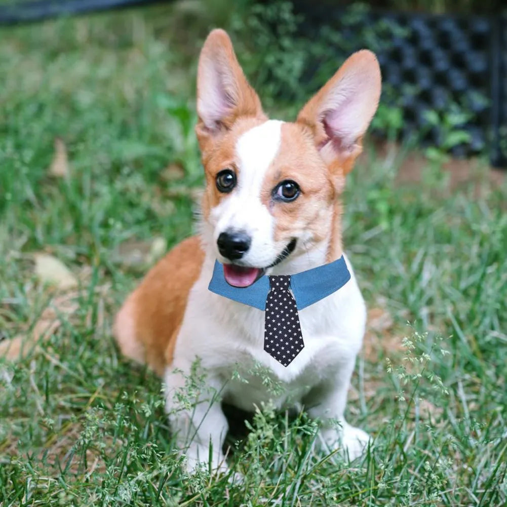 Denim dog collar with star pattern design showing adjustable fastener tape and bow/tie style options