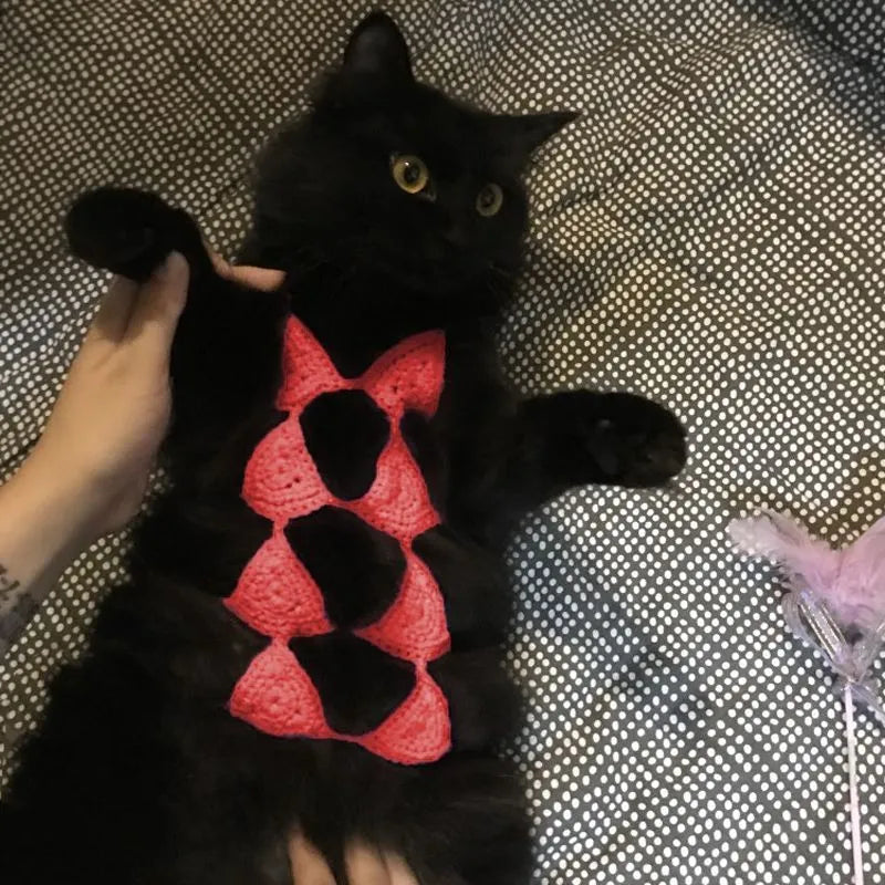 Cat wearing Halloween bikini costume with underwear and bra components in festive colours