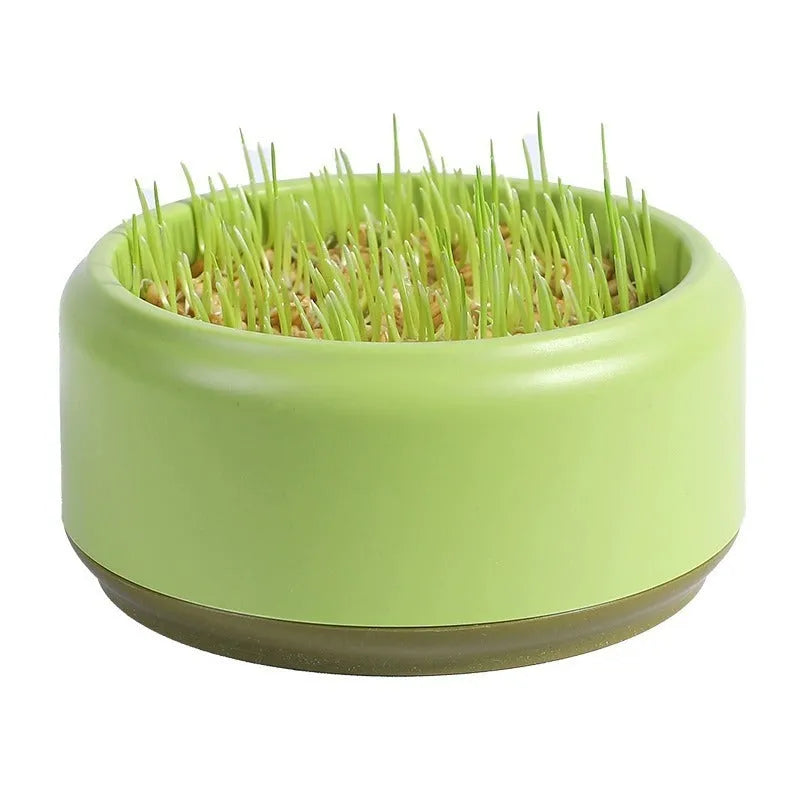 Hydroponic cat grass kit with transparent blue, green, and yellow cups and wheatgrass seeds