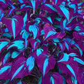 Packet of Coloured Leaves Jade Barrettes flower seeds containing 50 seeds for potted ornamental plants.