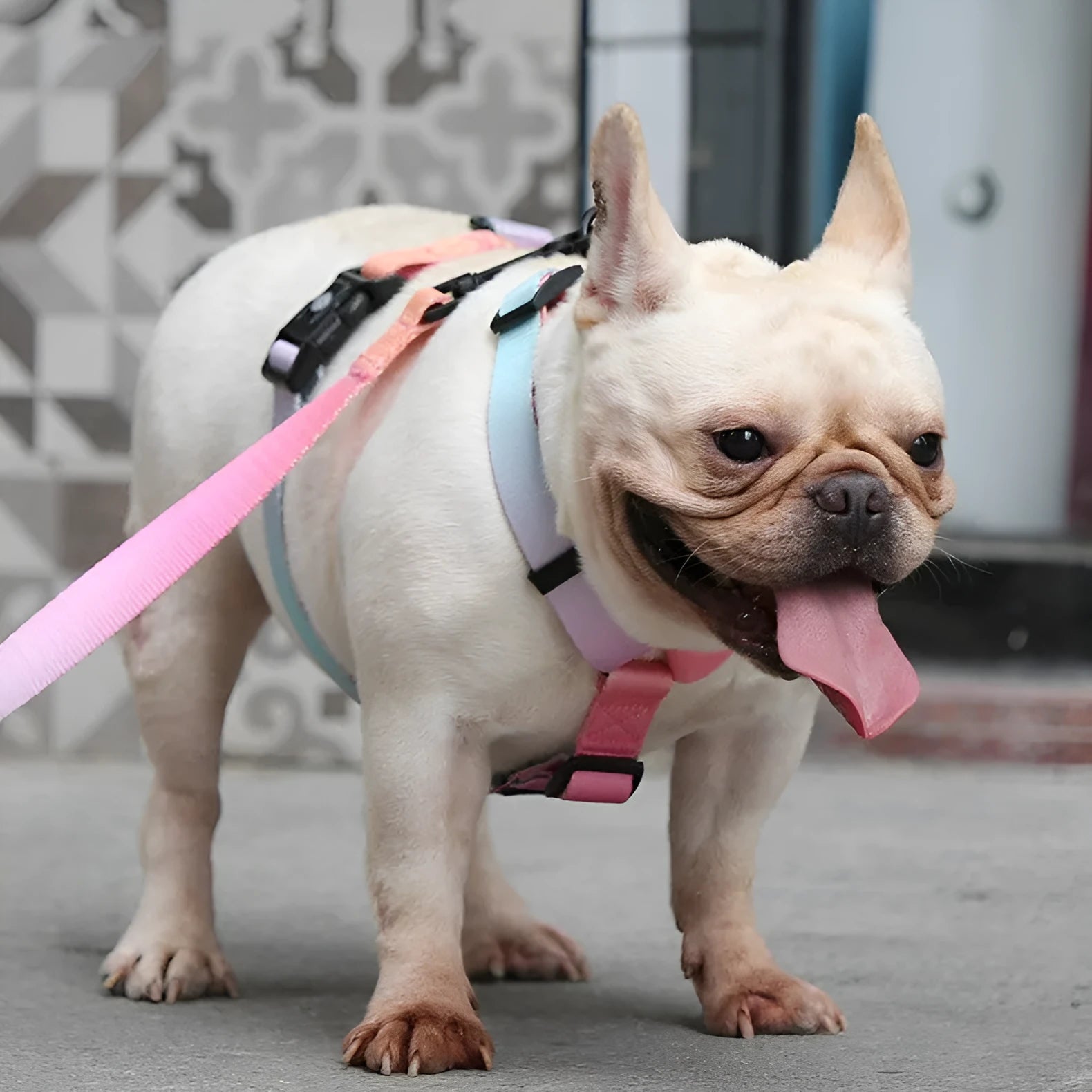 Adjustable polyester pet chest strap in a gradient colour pattern, showing the buckle and D-ring.