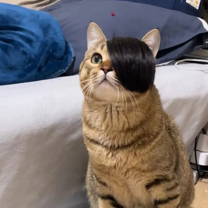 Black fox-style cat wig with imitation braid detail for pet dress up
