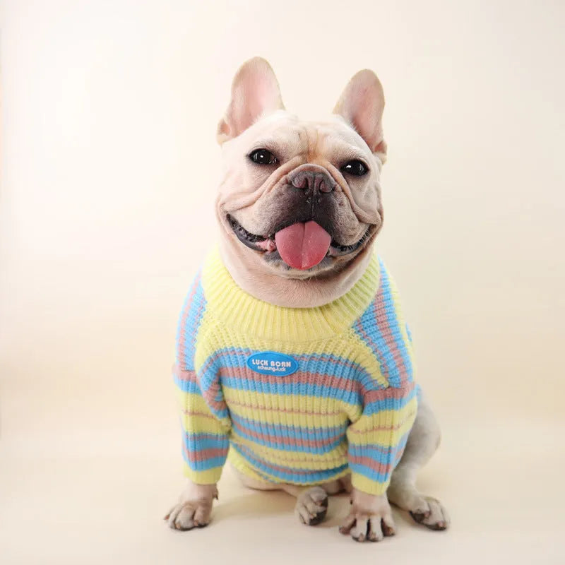 Blue and yellow stripe wool sweater for small dog breeds on white background