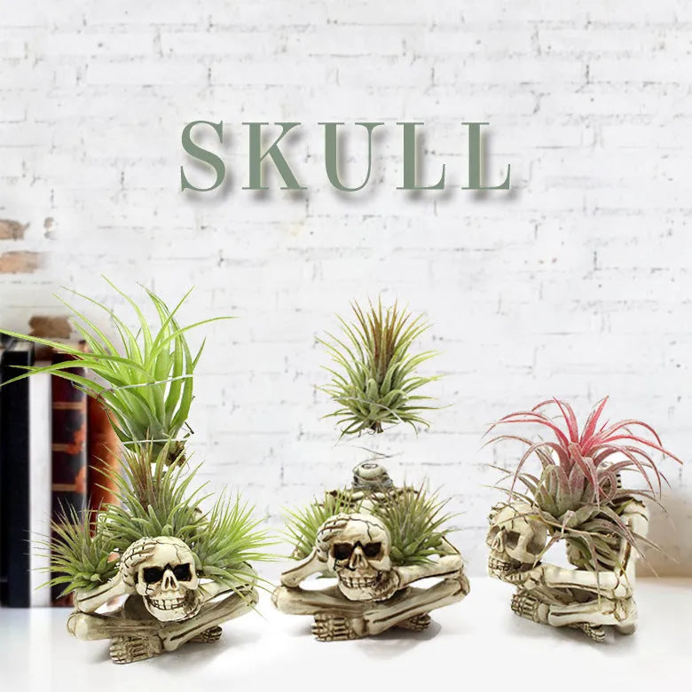Gothic skull resin bracket for Tillandsia air plants with soilless design