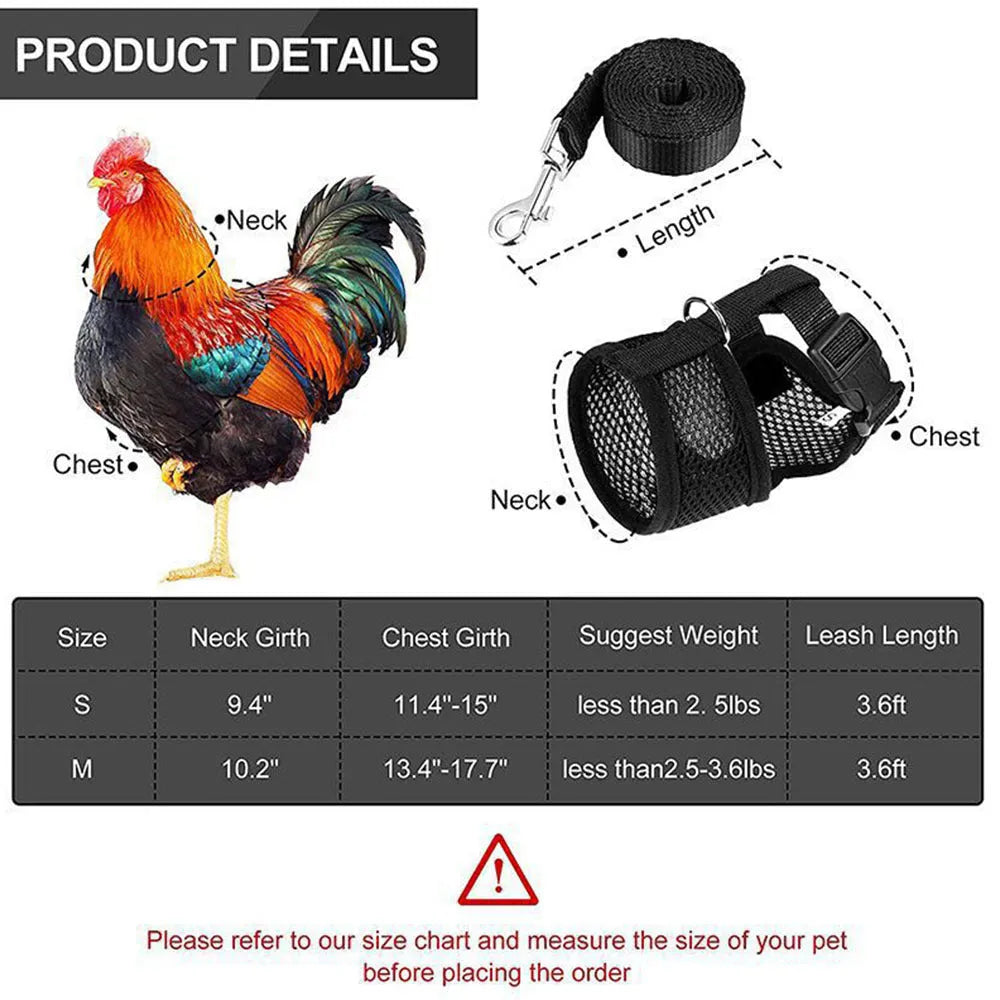 Pet chicken wearing a blue harness vest and collar attached to a long traction rope.