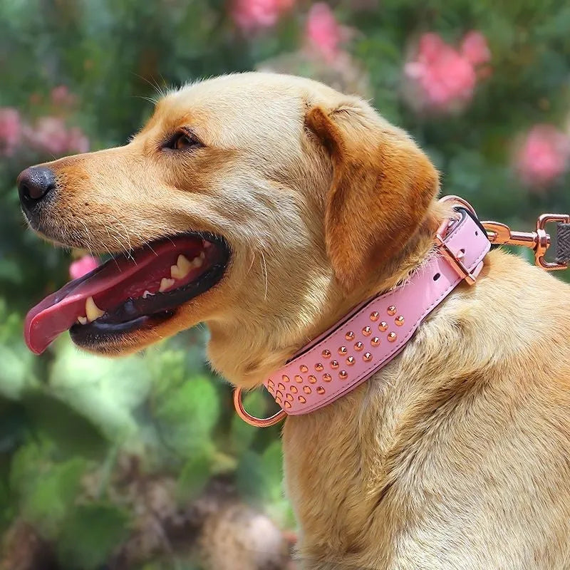 Leather dog collar with brass rivets in black, chocolate, or pink colour options for medium and large dogs.